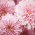 Fleurs 4