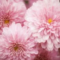 Fleurs 4